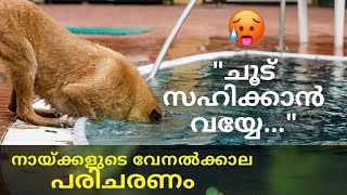 ചൂടുകാലത്ത് ഇങ്ങനെതന്നെയാണോ നിങ്ങൾ നായയെ പരിചരിക്കുന്നത്?🤔😮:The Proper Way To Care Dogs In Summer👌