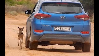 Wildebeest calf thinks car is its mother in heartbreaking video