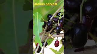 jamun harvest #satisfying #fruits #fresh #farm #shorts