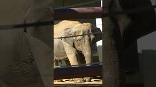 久しぶりのウタイとスーリア　【上野動物園】  アジアゾウ