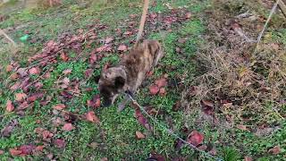 ぶどう農園の作業　愛犬と散歩　夕のルーティン　冬の夕日　早い日の入り　日が入る前　畑を回る　生育状況　新品種　ぶどう農園　日々の暮らし　自然　ペット