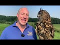 focus on eurasian eagle owl the most powerful species of owl in the world