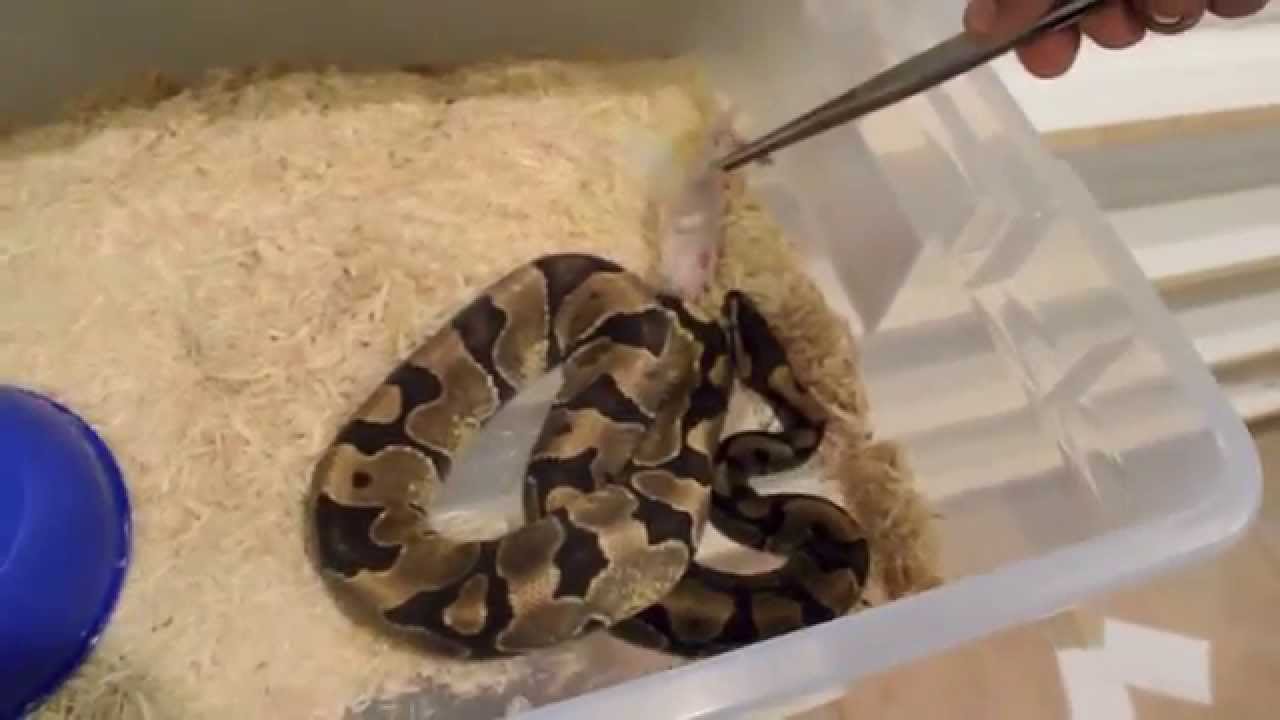 Snake Collection Feeding Youtube