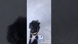 【TF家族李天泽】我和聪聪🐶 ​​​190205微视更新【 Li TianZe】