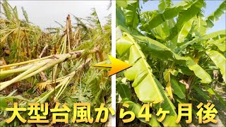 【すご！】バナナの生命力の強さに驚かされた