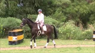 Jenny (SOLD) - Day 3 under saddle at Springbank Farm