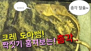 [집돌이] 크레스티드게코 첫메이팅 두근두근... 성공했을까요? 같이 구경해요~ 파충류 키우기