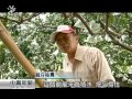 麻豆文旦近採收 柚農忙支撐樹枝‧排水 20150807 公視中晝