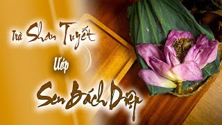 Trà Shan Tuyết Cổ Thụ Ướp Hoa Sen Bách Diệp tươi (ướp xổi)