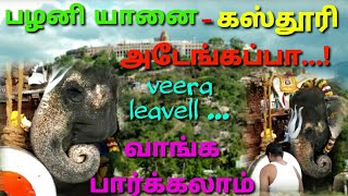 palani யானை கஸ்தூரி