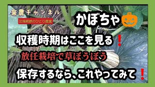 かぼちゃ🎃収穫時期はここを見て❗