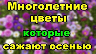 Многолетние цветы которые сажают осенью | Советы огородникам