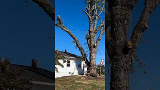 Skilled tree cutter man #shortvideo