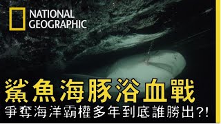 鯊魚和海豚為了爭奪海洋霸權已經纏鬥了多年，誰才是贏家【鯊魚海豚浴血戰】搶先看!!