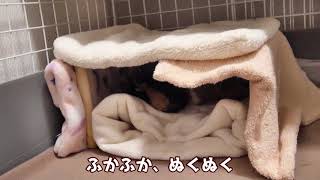 寒い夜、モルモットは温かい布団に包まれていた　Guinea pig likes blankets.