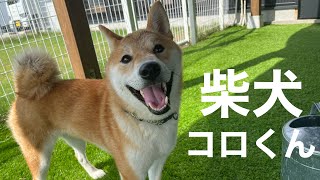 柴犬　コロくん【Shibainu】