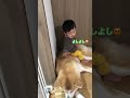 秋田犬の梅ちゃん。姉弟仲良し！😍