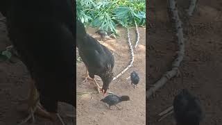 #funny_chicken #kozhi_koothugal @joshmadhumitha