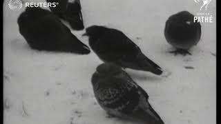 Huge Norwegian Christmas Tree erected in Trafalgar Square (1950)