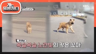 어느 한 상가 떠돌이 개 이야기 [개는 훌륭하다/Dogs Are Incredible] 20200309