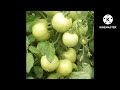 east west seed variety 831 shreyas is hig yield hybrid flat round shape fruit