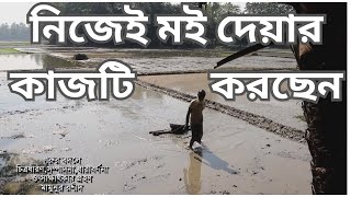 চাষাবাদে গরুর বদলে নিজেই মই দেয়ার কাজটি করছেন #চাষাবাদ #গরু #youtube #channel #নোয়াখালী