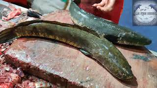 Live Murrel Fish Fry Slice | Fastest Fish Cutting Skills | Amazing Sola Fish Cutting Skills.