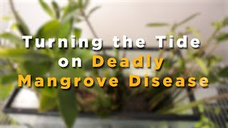 UCF Researchers Develop Nano-treatment to Help Save Florida Mangroves from Deadly Disease