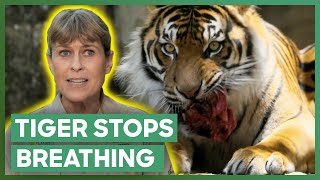 Tiger Stops Breathing Under Anaesthetic! | Crikey! It's The Irwins