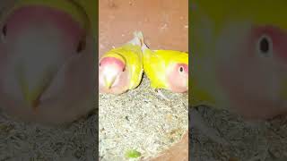 Common Lutino Lovebird | کامن لوٹینو | طائر الحب لوتينو الشائع| @SSSBirdsAviary | @islamabadpets345|