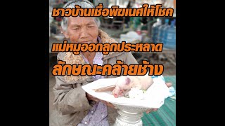 ชาวบ้านเชื่อพิฆเนศให้โชค แม่หมูออกลูกประหลาด ลักษณะคล้ายช้าง