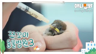 쪼꼬미 동물병원 시즌3 13화 (내원환자 : 참새님)ㅣAnimal Hospital for Tiny Animals Patient: Sparrow