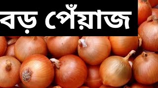 বড় পেঁয়াজ চাষ।কোরিয়ান বড় পেঁয়াজ চাষ পদ্ধতি।কি ভাবে বড় পেঁয়াজ উঠাবেন। large onion. ইরানের বড় পেঁয়াজ।