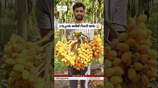 21kgಯ ಅಡಿಕೆ ಗೊನೆ ಇದು 😱💪 #arecanutcultivation  #agriculture #natural #arecanut#farming #adike #ಅಡಿಕೆ