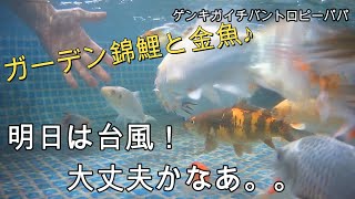 #金魚 #錦鯉 #フレームプール 【錦鯉ブログ】明日は台風くるみたい。。心配だなあ