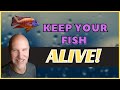 DON'T KILL Your Fish!  2 Tips!