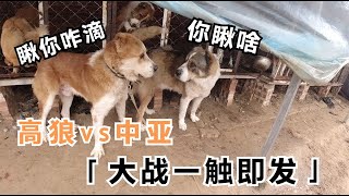 130斤的中亚vs凶猛的高狼，双方实力势均力敌，场面火药味十足！