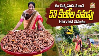 Huge Turmeric Harvest/నా ఆనందాన్ని మాటల్లో చెప్పలేను. @MADGARDENER