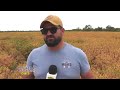 FILADELFIA REPÚBLICA DEL PARAGUAY   Cultivo de Cartamo   región Chaco