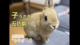 なかよし兄弟が喧嘩？感動のラスト【うさぎ兄弟】