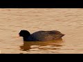 Łyska zwyczajna fulica atra birdsong field recording