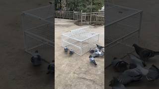 Unique Bird's Cage 😳