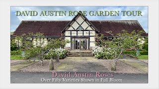 David Austin Rose Garden