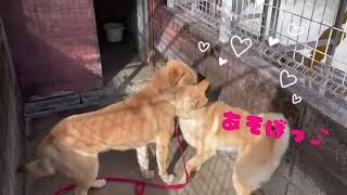 【保護犬】今日も仲良し『タカくん（譲渡されました）＆セロリくん（譲渡されました）』