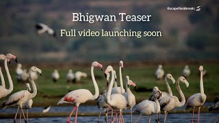 Bhigwan wildlife | Teaser | Bhigwan Bird Sanctuary | Bhigwan Grassland | Bird Watching