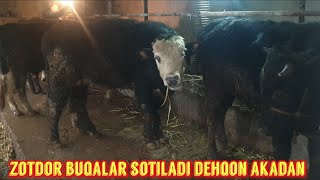 Dehqon akamizdan buqalar sotiladi. +998 99 320 40 42 shoshiling.