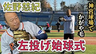 佐野慈紀 左投げでの始球式登板！！明治神宮球場でかがや毛〜！　＃佐野慈紀＃始球式 #左投げ