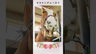 可愛い顔のサラブレッド2 かわいい子がたくさん過ぎてまだ続きそうです。 #競馬 #馬 #競走馬 #かわいい #グッドルッキング