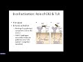 abbas ch 12 b cell activation and antibody production