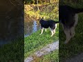 ВЕО Бронислав. РЫБАЧОК😄😄😄 dog овчарка вео моясобака дача рыбалка всегдапервый